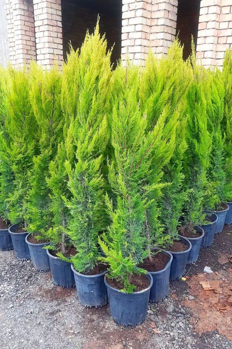 Туркиядан келтнрилган Кирарис Узбекистонда уетиштирилган Арча бор