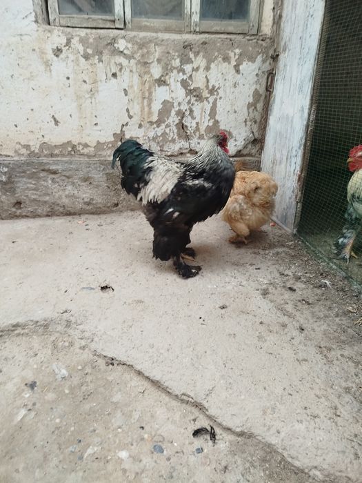 Toza Brama tovuq va xoʻroz zoti toza