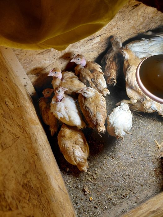 Vand pui mici puicute si puicuta de gaina cocosi gaini si pui de rasa