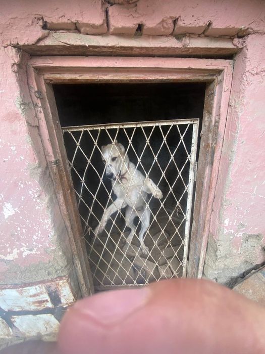 Kuchuk alabay 1.2 sola