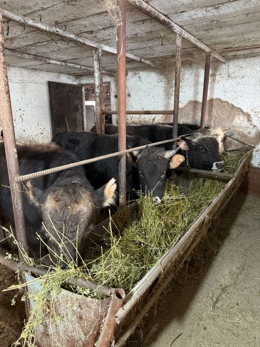 Быки на продажу