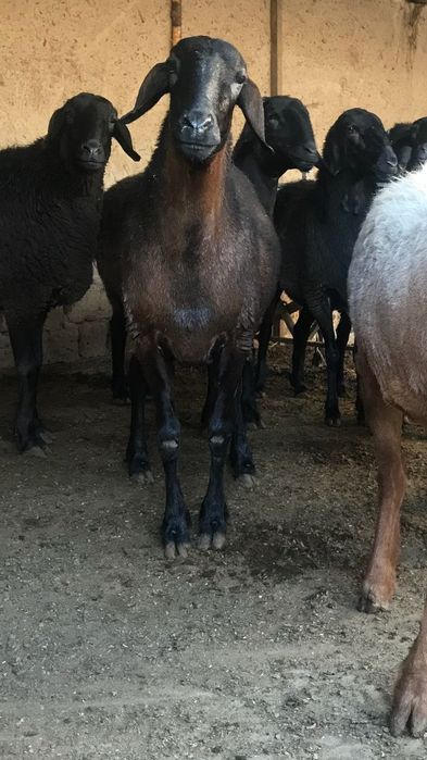 Zotga sovliqlar 9 ta