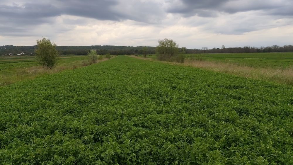 Vând Lucernă pomposa de luni disponibila