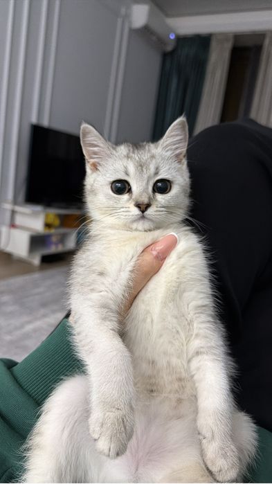 Продам кошку Scottish Straight