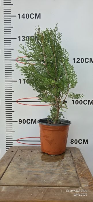 Туя ауреа нана кучатлари сотувда