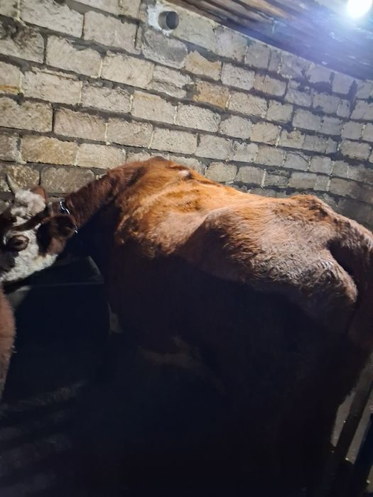 Продам корову крупная