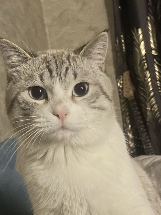 Отдам Кота в добрые руки