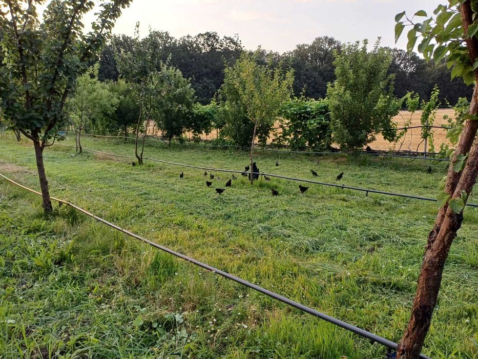 Vand pui de o zi rasa australorp !