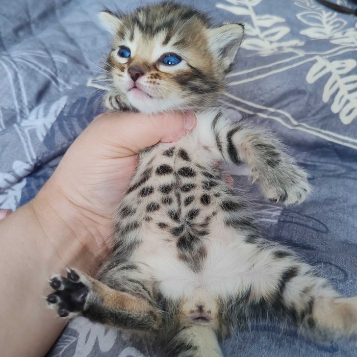 Котята бенгальский кошки