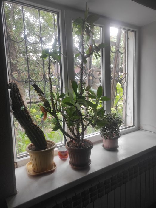 Молочай Миля продам