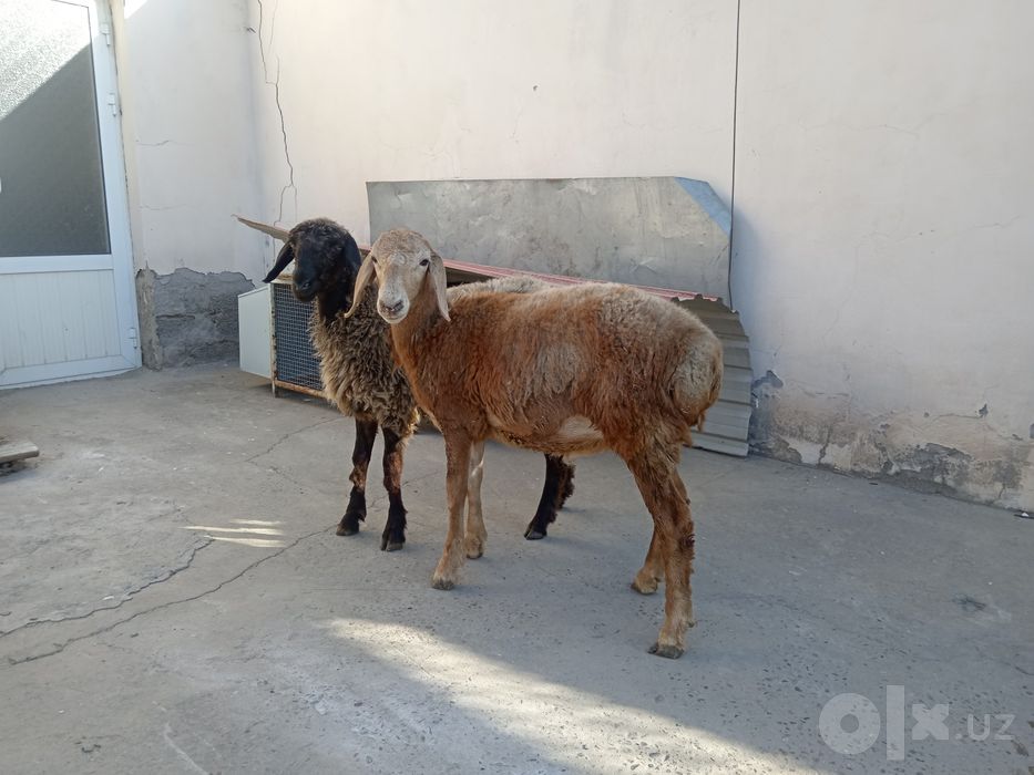 Qoylar urgochi va qochqor