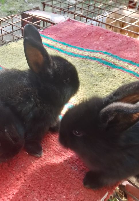 Карлик куён болалари сотилади