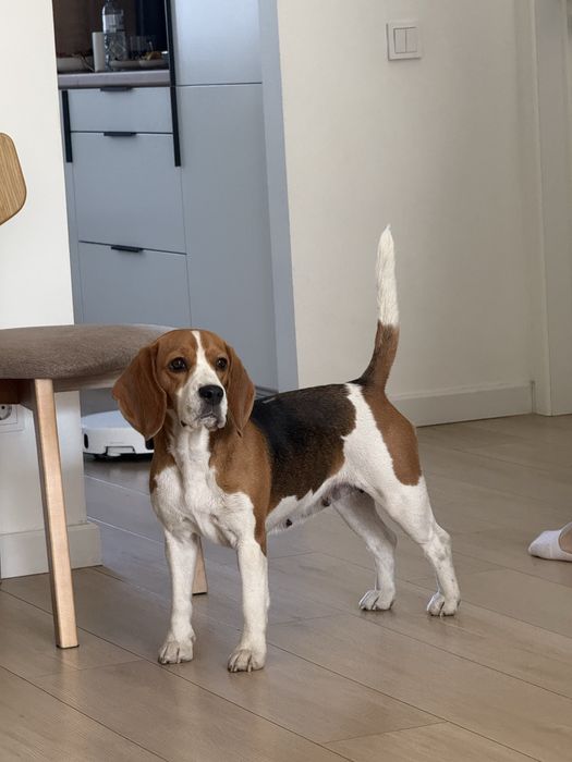 Щенки бигля Алматы