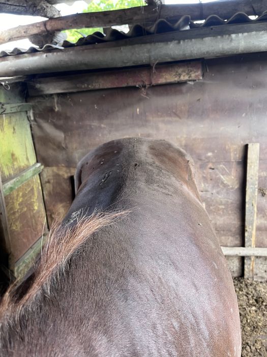 семіз жылқы , кокпар ойнаған