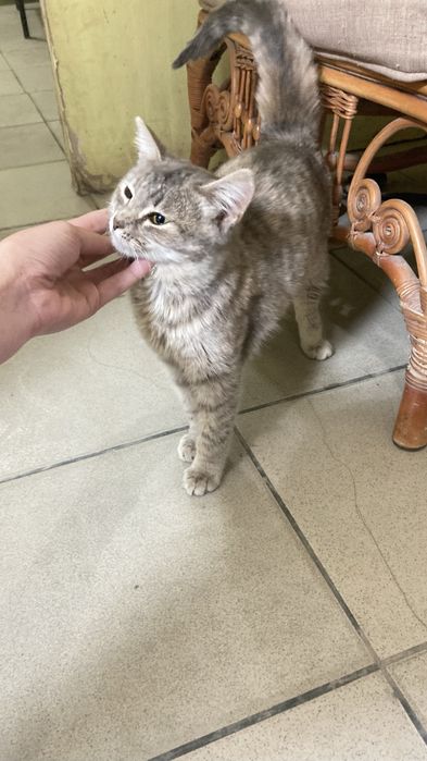 Отдам на добрые руки