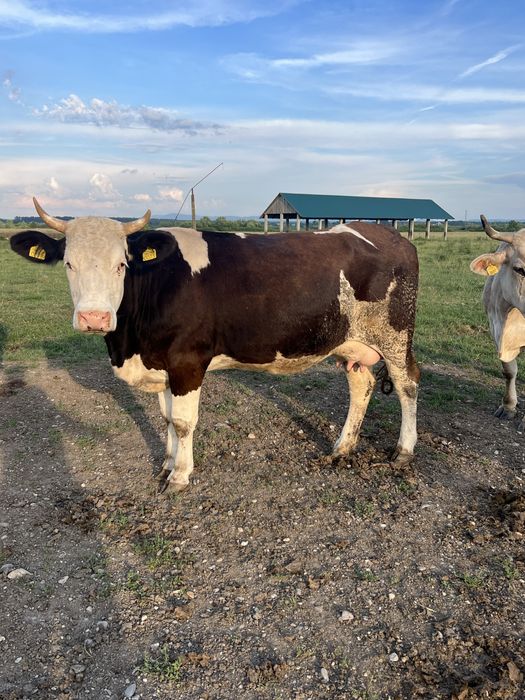 Vind o jinica balțată de 4 ani