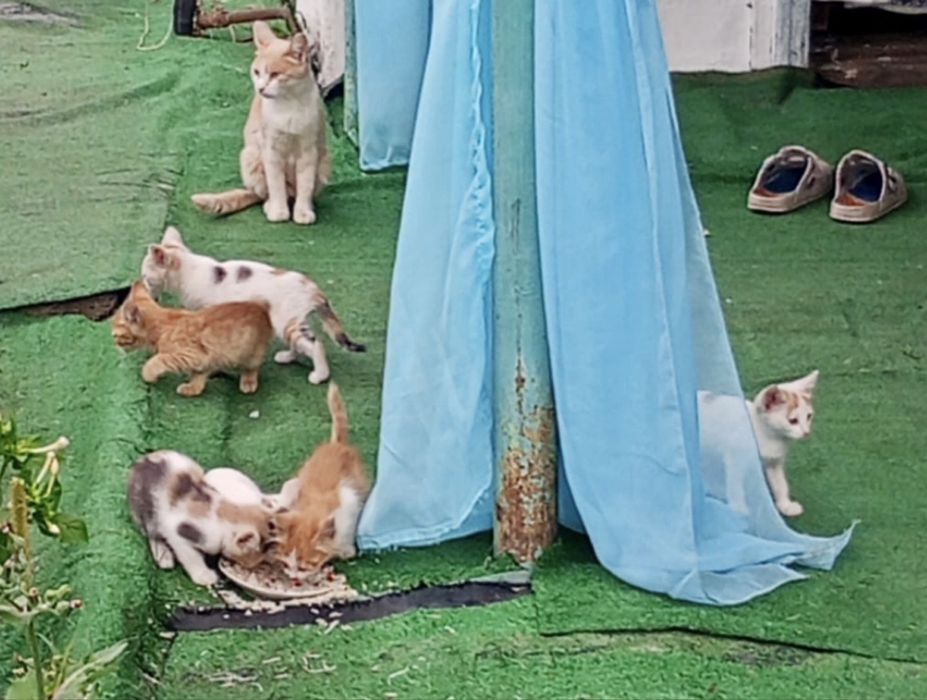 Котята ищут дом. Доставим