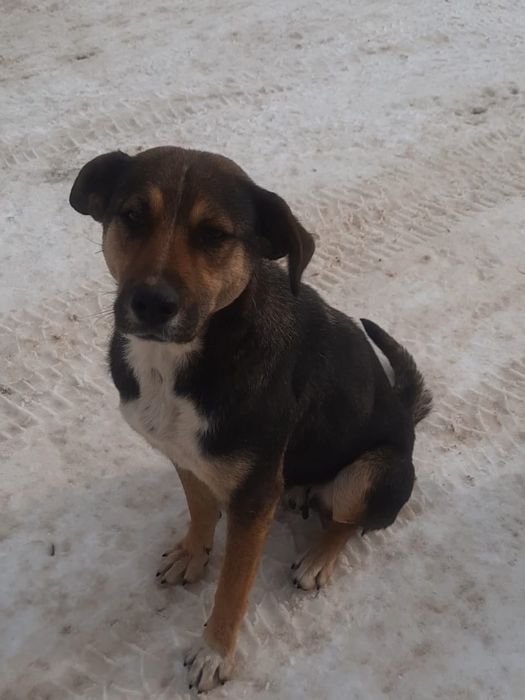 Привитые щеночки. В добрые руки.