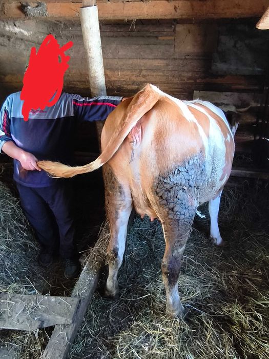 Junincă zootehnie