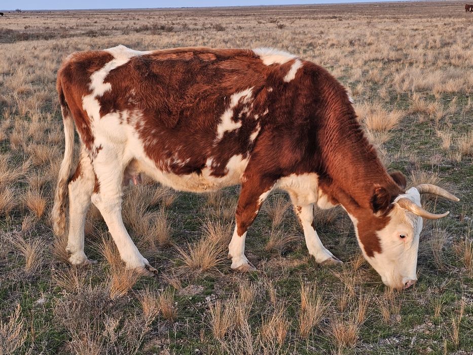 Продам корову 7 лет