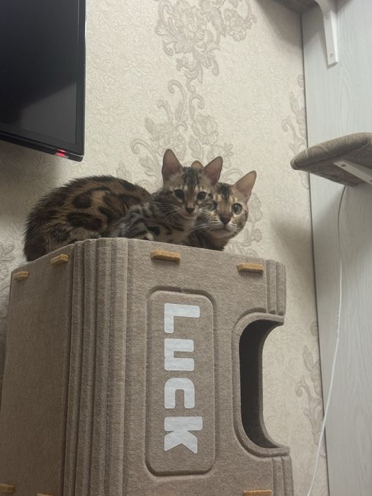 Бенгальский Котенок