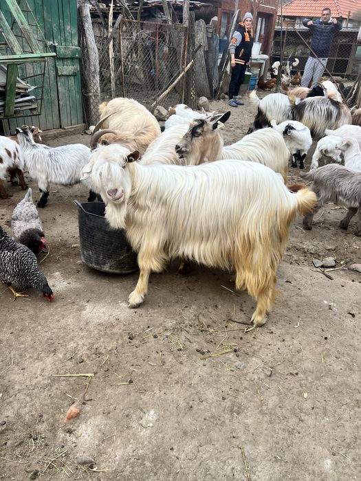 Tap noatin /de carne sau monta