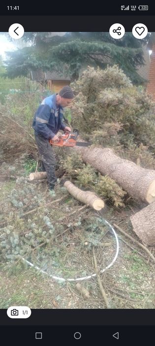 Дарахт кесиш хизмати обрезкас пил