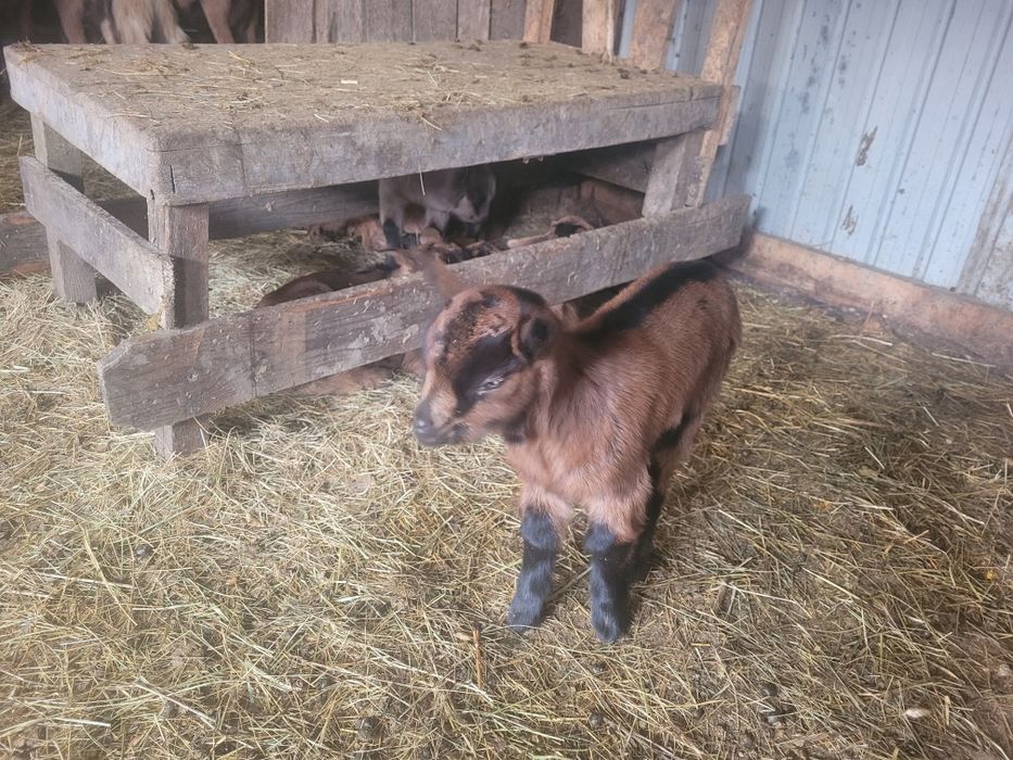 Capre alpine franceze