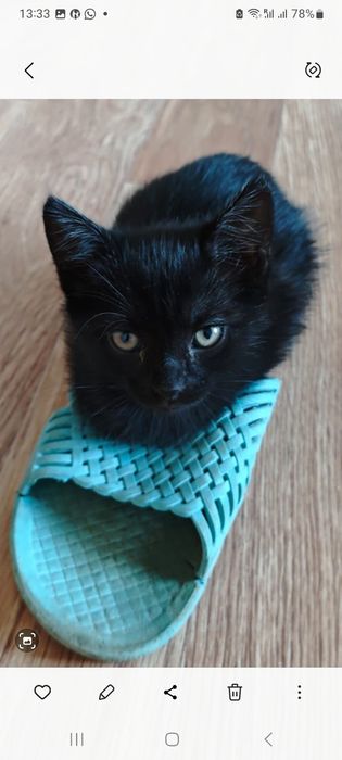Отдам котёночка девочку в добрые руки
