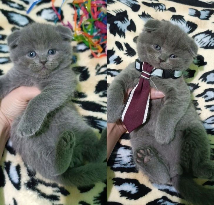 Zotli mushuk sotiladi Scottish fold