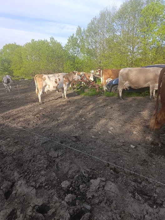Vând vaci cu lapte și gestante 11 bucăți
