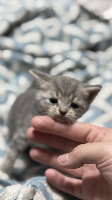 Котята ищут дом