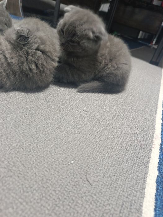 Britanski fold mushuklar sotiladi