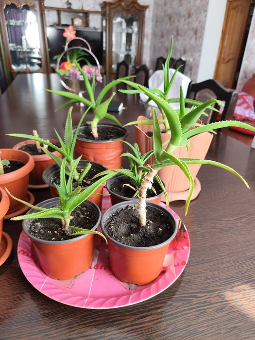 Алоэ комнатные растения