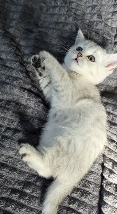 Скоттиш страйт шиншилла девочка