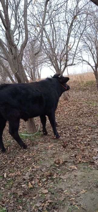 Buqa sotiladi soģlom yeyishi zòr