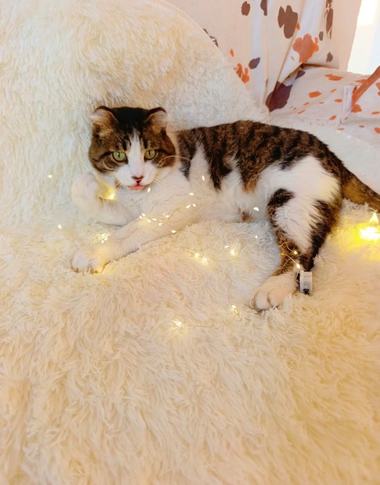 Кот котенок в добрые руки