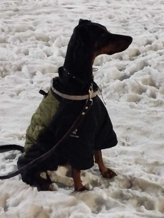 Доберман ищет подружку!