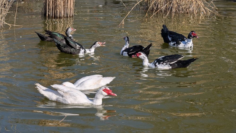 Vând rate mute din 2025 care consuma  melci și limacși