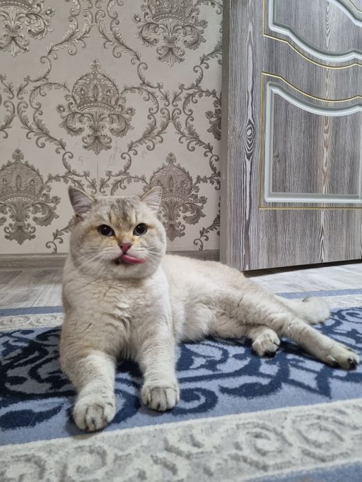 Vyazkaga yoqimtoy qizlardi chaqiramiz