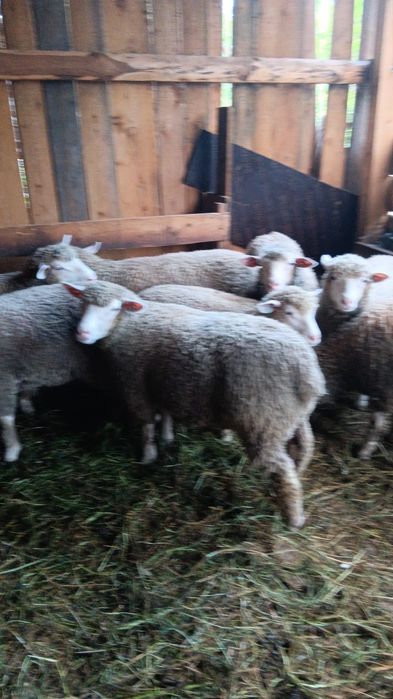 Vand mielute ill de france