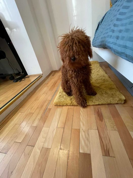 Poodle mascul de 7 luni, superb, red intens, provenit din părinți cu pedigree