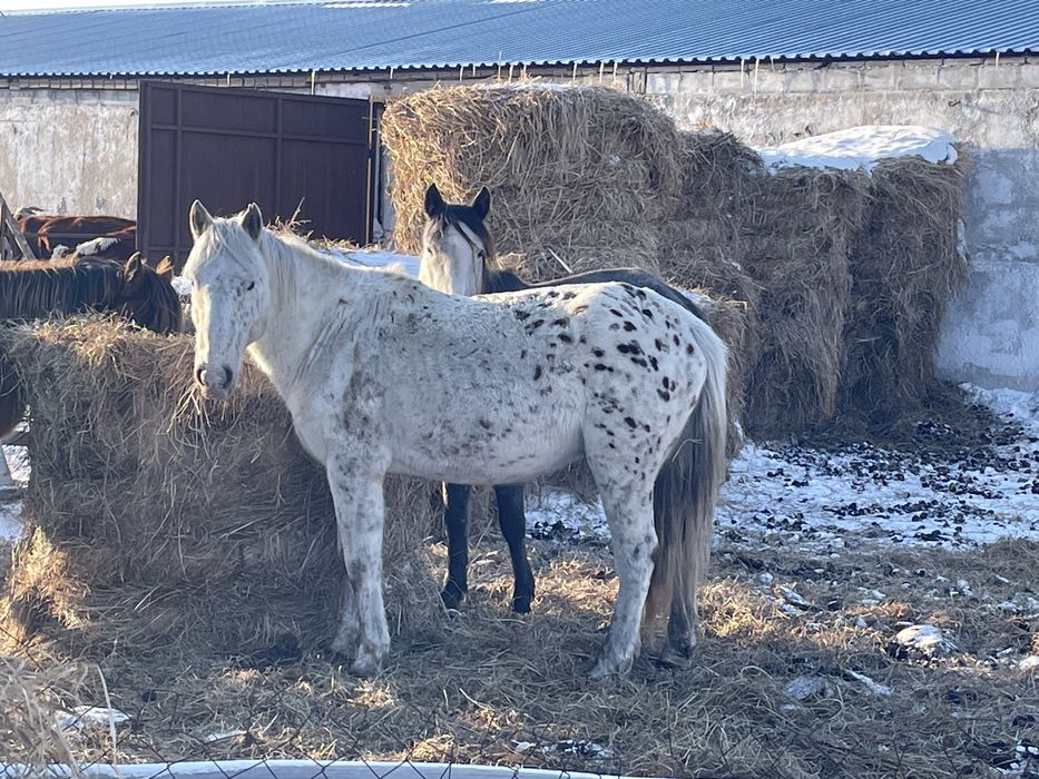Продам Айғыр жеребец