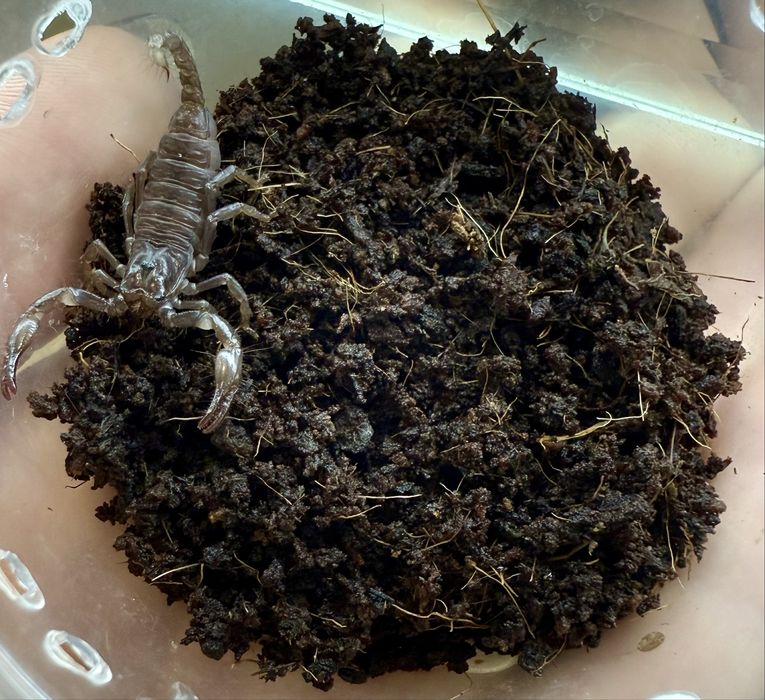 Скорпион Heterometrus petersi