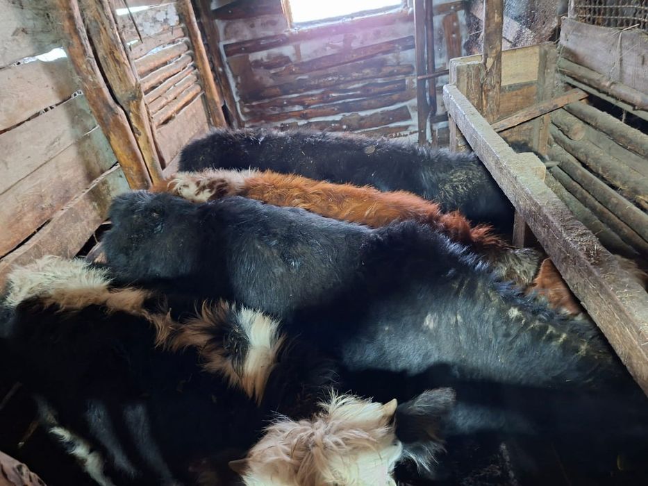 Телята. Тёлочки.