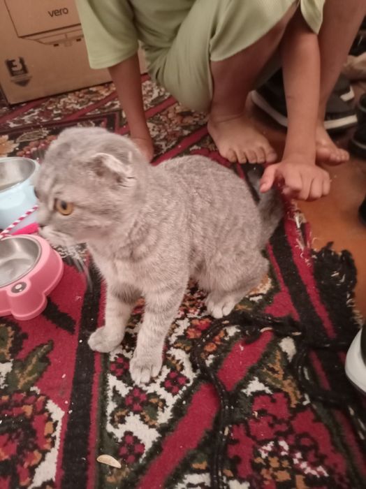 zotdor mushukkk sotiladi kimga kerak bólsa aloqadamz