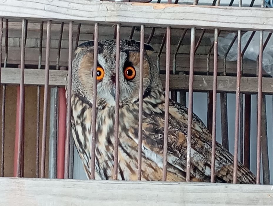 Ушастая сова продам