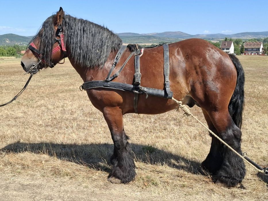 Armasar ardenezii