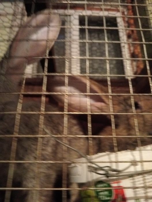 Продам кроликов 5+бельгийский великан