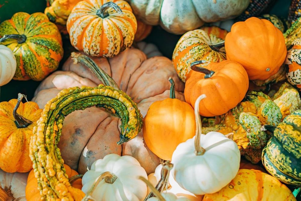 +180 'Seminte Dovleci Placintari soiuri Italia